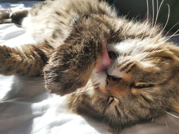 Grande Gato Cinza Raça Europa Oriental Aquece Sol Deitado Cama — Fotografia de Stock