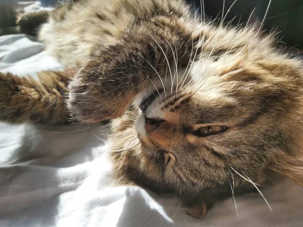 Velká Šedá Kočka Východní Evropy Plemene Košů Slunci Ležící Posteli — Stock fotografie