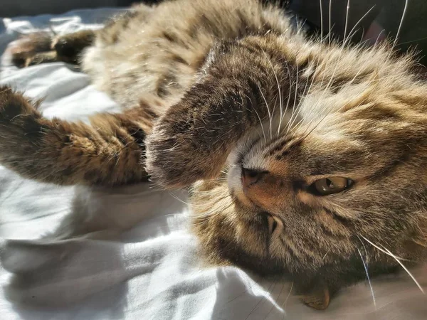 東ヨーロッパの大きな灰色の猫がベッドの上に横たわっている太陽の下で繁殖します — ストック写真