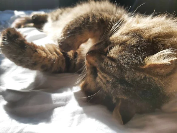 Velká Šedá Kočka Východní Evropy Plemene Košů Slunci Ležící Posteli — Stock fotografie