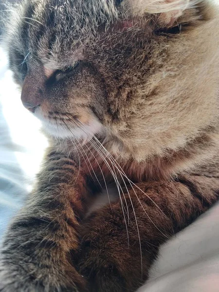 Large Gray Cat Eastern European Breed Basks Sun Lying Bed — Stock Photo, Image