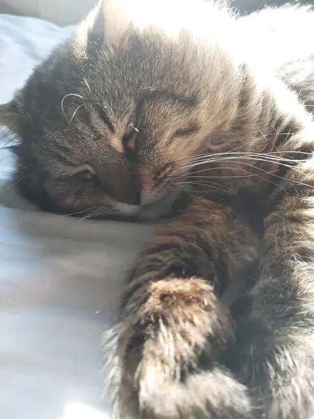 Grande Gato Cinza Raça Europa Oriental Aquece Sol Deitado Cama — Fotografia de Stock