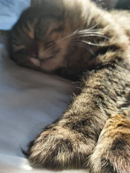 Large Gray Cat Eastern European Breed Basks Sun Lying Bed — Stock Photo, Image