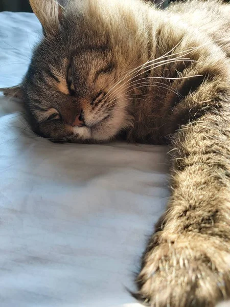 Large Gray Cat Eastern European Breed Basks Sun Lying Bed — Stock Photo, Image