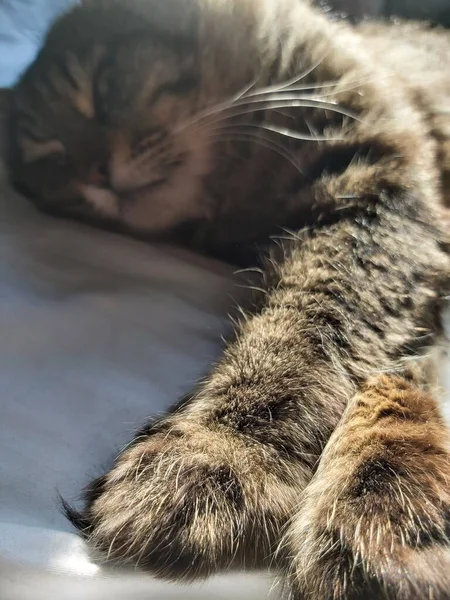 Een Ruime Grijs Kattenkop Van Naar Oost Europees Ras Koesteren — Stockfoto