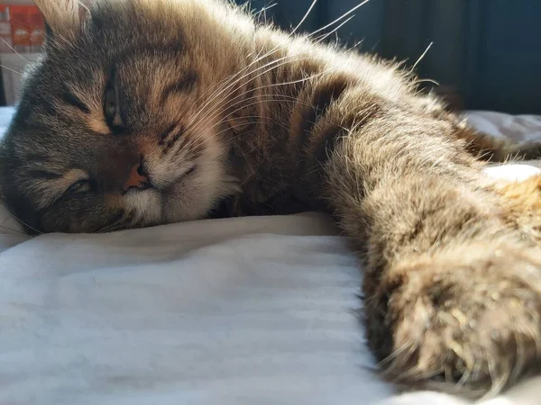 Large Gray Cat Eastern European Breed Basks Sun Lying Bed — Stock Photo, Image