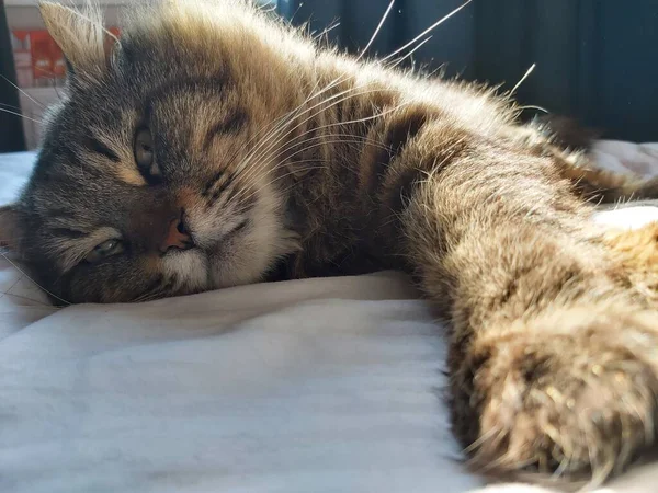동유럽 에사는 커다란 고양이 마리가 침대에 누워서 일광욕을 즐기고 — 스톡 사진