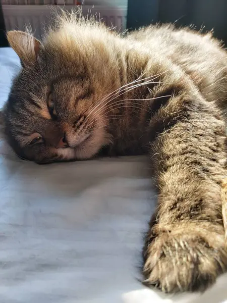 Doğu Avrupa cinsinden büyük gri bir kedi güneşin tadını çıkartıyor.