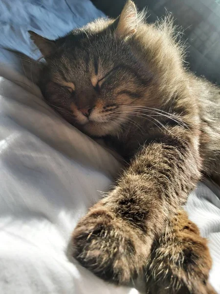 Large Gray Cat Eastern European Breed Basks Sun Lying Bed — Stock Photo, Image