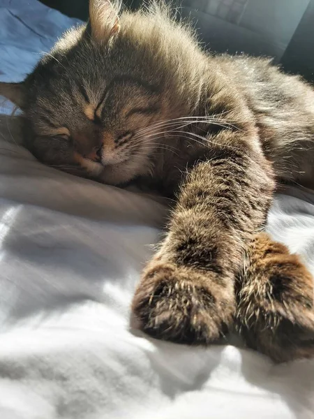 Large Gray Cat Eastern European Breed Basks Sun Lying Bed — Stock Photo, Image