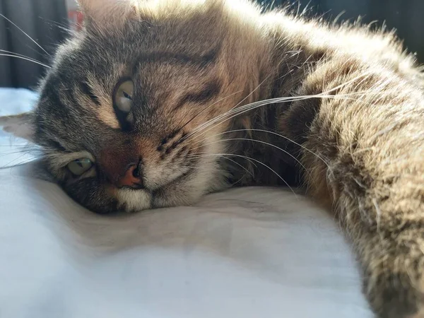 동유럽 에사는 커다란 고양이 마리가 침대에 누워서 일광욕을 즐기고 — 스톡 사진
