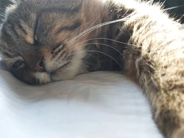 東ヨーロッパの大きな灰色の猫がベッドの上に横たわっている太陽の下で繁殖します — ストック写真