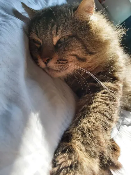 Large Gray Cat Eastern European Breed Basks Sun Lying Bed — Stock Photo, Image