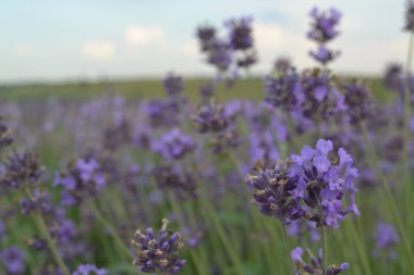 Çiçekli lavanta tarlasının güzel manzarası