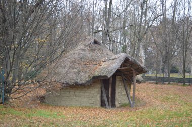 Ormandaki eski kulübe.
