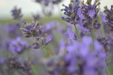 Çiçekli lavanta tarlasının güzel manzarası