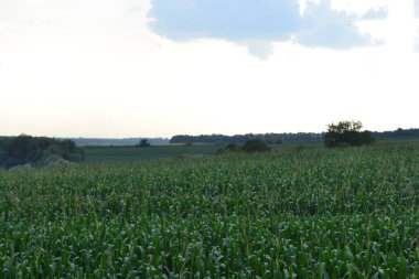 Yeşil yapraklı mısır tarlası