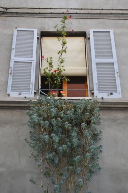 Çiçekler ve bitkilerle dolu güzel bir pencere.