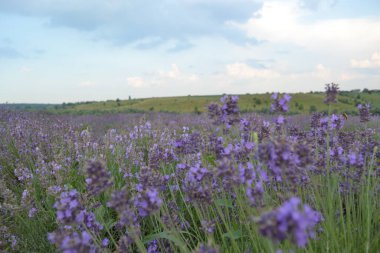 Çiçekli lavanta tarlasının güzel manzarası