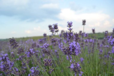 Çiçekli lavanta tarlasının güzel manzarası
