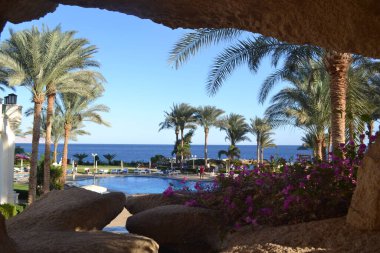 Mısır 'da palmiye ağaçları ve mavi denizi olan plaj