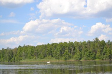 Kuzey Ukrayna 'daki Shatsky Gölleri manzaralı beyaz kuğu.