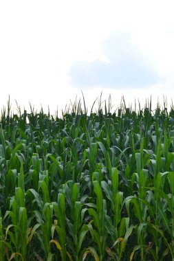 Yeşil yapraklı mısır tarlası