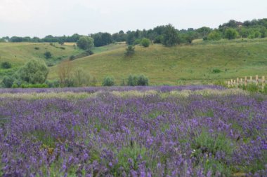 Çiçekli lavanta tarlasının güzel manzarası