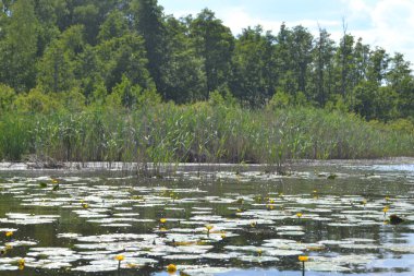 Shatsky Gölleri 'nin güzel manzarası, Kuzey Ukrayna