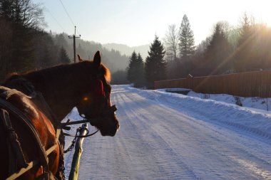Mihove, Ukrayna 'da at yolda.