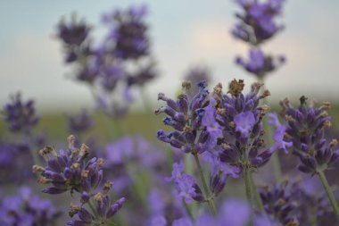 Çiçekli lavanta tarlasının güzel manzarası