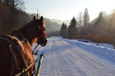 Mihove, Ukrayna 'da at yolda.