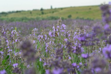 Çiçekli lavanta tarlasının güzel manzarası