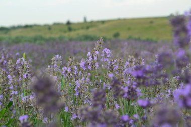 Çiçekli lavanta tarlasının güzel manzarası