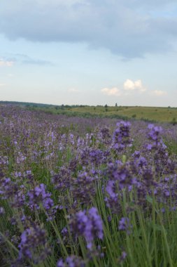 Çiçekli lavanta tarlasının güzel manzarası