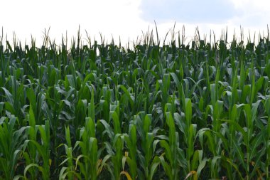 Yeşil yapraklı mısır tarlası