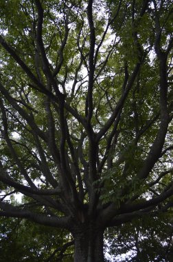 Doğadaki yeşil ağaca yakın.