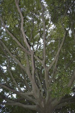 Doğadaki yeşil ağaca yakın.