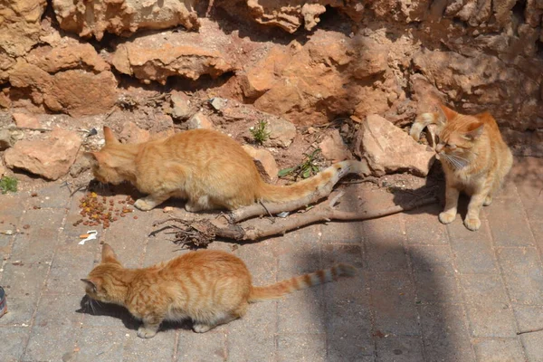 Bonito Gatos Vermelhos Rua — Fotografia de Stock