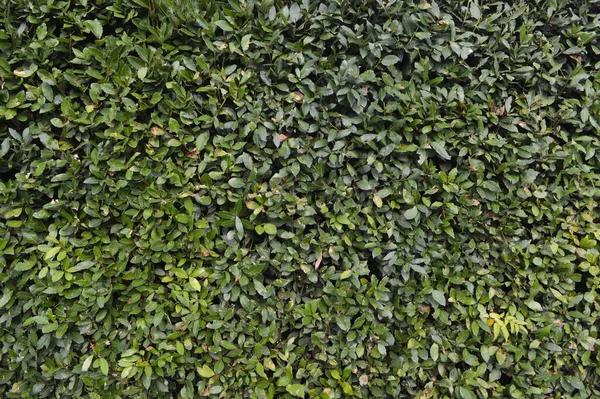 yeşil yapraklar arkaplan, kapat