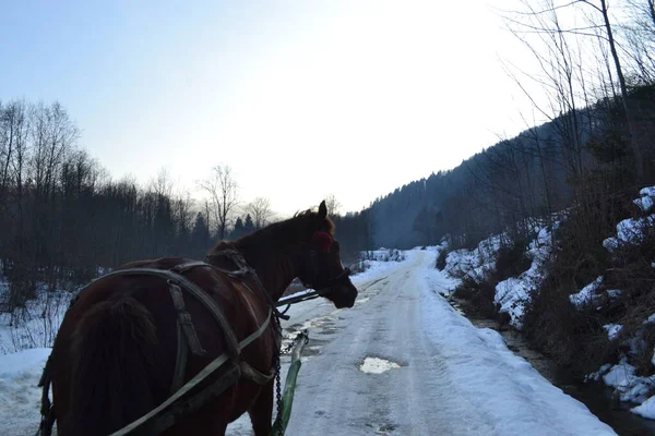 Mihove, Ukrayna 'da at yolda.