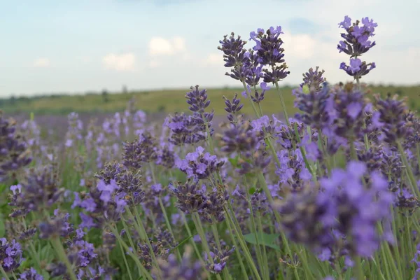 Çiçekli lavanta tarlasının güzel manzarası