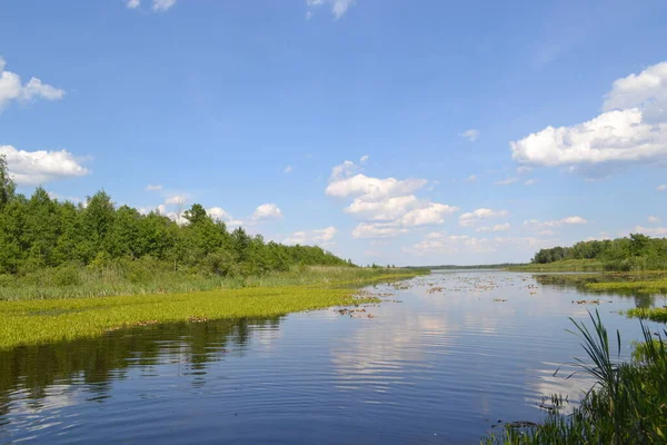 Shatsky Gölleri 'nin güzel manzarası, Kuzey Ukrayna