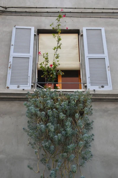 Çiçekler ve bitkilerle dolu güzel bir pencere.