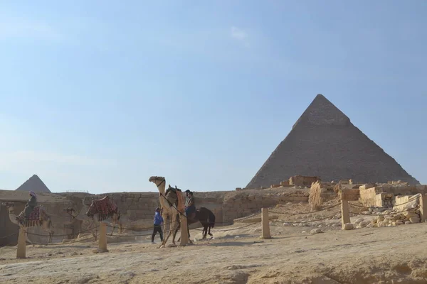 Piramidi Cammelli Con Gente Nel Deserto Del Sahara Egitto — Foto Stock