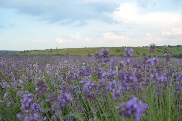 Çiçekli lavanta tarlasının güzel manzarası