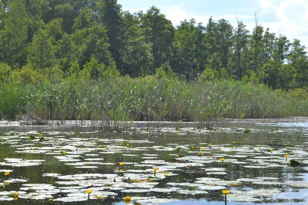Shatsky Gölleri 'nin güzel manzarası, Kuzey Ukrayna