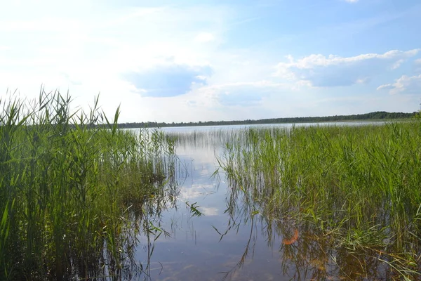 Shatsky Gölleri 'nin güzel manzarası, Kuzey Ukrayna