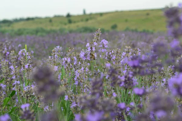 Çiçekli lavanta tarlasının güzel manzarası
