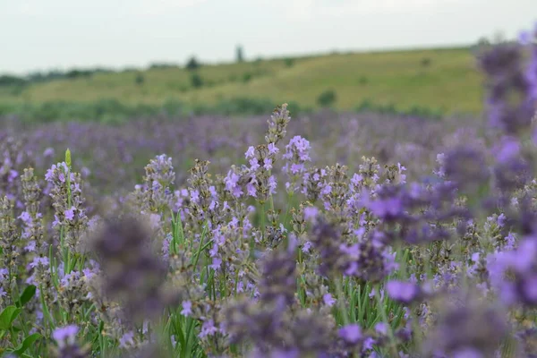 Çiçekli lavanta tarlasının güzel manzarası